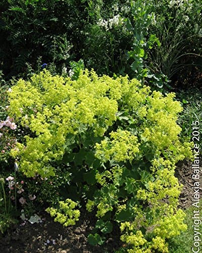 Alchemilla mollis AGM, Large 3lt (17cm) Pot, Perennial Lady's Mantle Plant, Deciduous Perennial Plant, Hardy,