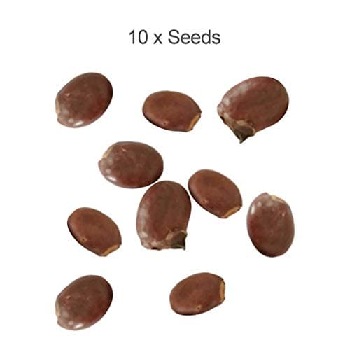 Fruit Seeds Garden Bonsai Seeds Garden Planting Fruit MOHUANee Seeds for Decor