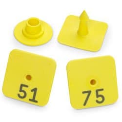 Allflex Numbered Piglet Male Tags - 51-75 Yellow - C31224(C)N