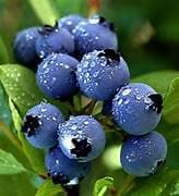THE PLANT BAZAR -Blueberry live fruit plant Rear Xotic Grafted Variety Healthy live plants All India Weather Suitable Pack of 1 (Fruit After 1 Year)