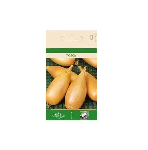 VibeX Onion TOSCA Seeds-500 Seeds