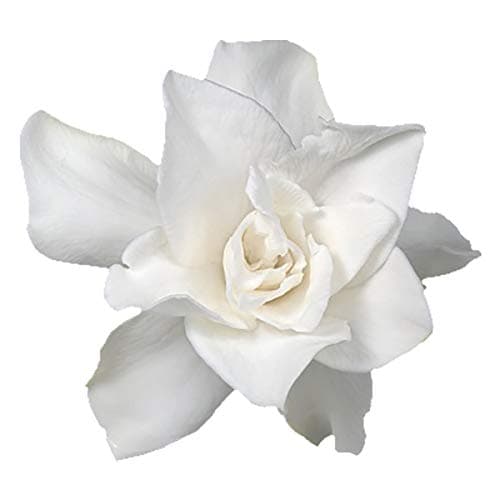 Sandys Nursery Online Gardenia, Frost Proof White Flower, 4 Inch Pot