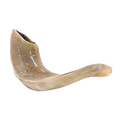 Shofar Kosher Ram Horn 8-9"