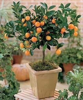 Citris Mitis Calamondin-Minature Orange Tree 25 seeds