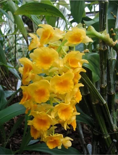 Royal Paradise Garden Rare DENDROBIUM Live Orchid Plant - WITHOUT FLOWERS .Seedling Live Plant (1 Healthy Live Plant)