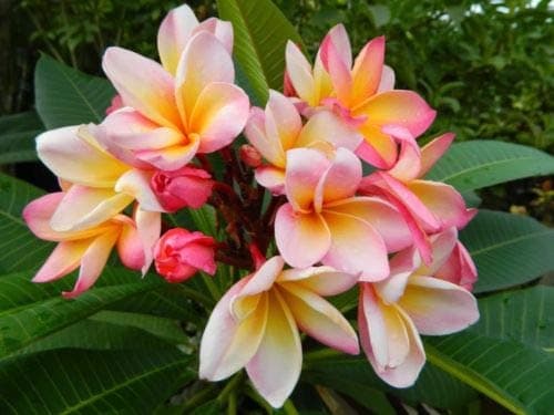 1 Rooted Pink Plumeria Plant Cotton Candy