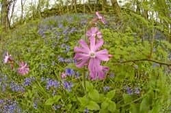 Grass & Wild Flower Seed Partial Shade/Hedgerows Mix 400 Grams. MeadowMania Native UK Seed Covers up to 100 Square metres