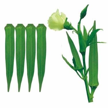 FarmCrane Ladyfinger okra Plant seeds 30 seeds pack bhindi