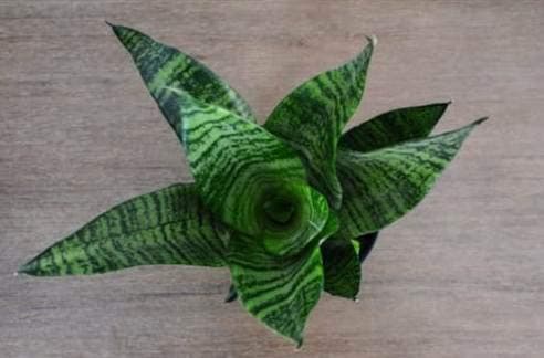 Siam Garden Snake Plant Green Dwarf Air Purifire Oxygen Plants(Pot Not Included)@ Rs. 999