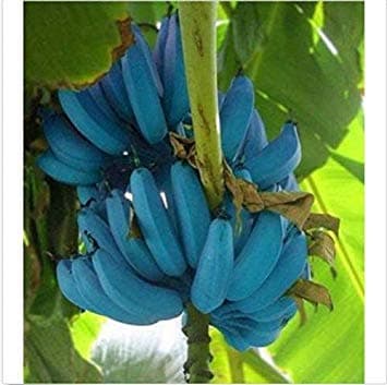 HUHXPGermination Seeds: Banana Seeds 200pcs Blue Banana Delicious Rare Fruit Musa Blue Java