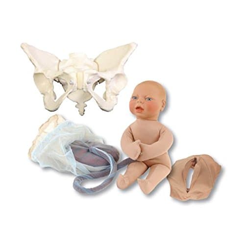 Vinyl Pelvis Model Set for Teaching Birth Childbirth Midwife Doula