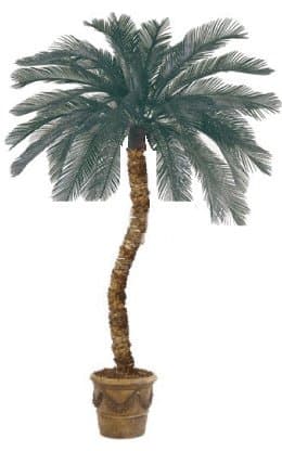 6' Cycas Palm Tree