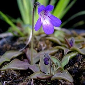 Pinguicula Poldinii Butterwort Carnivorous Very Rare Plant 10 Seeds Outdoors