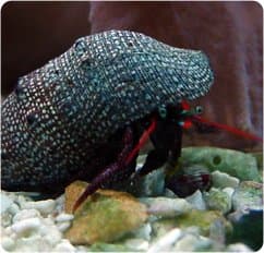 Red Leg Reef Hermit Crab - Calcinus spp. - Live Saltwater Aquarium Invertebrate