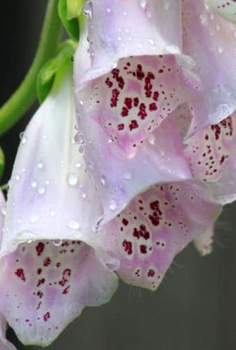 FOXGLOVE 1029 SEEDS BULK DIGITALUS PURPUREA TALL PURPLE or WHITE SPOTTED FLOWERS