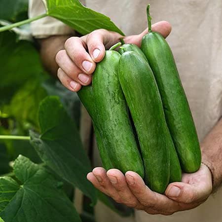 30 Fresh and Organic Persian Beit Alpha Cucumber Seeds