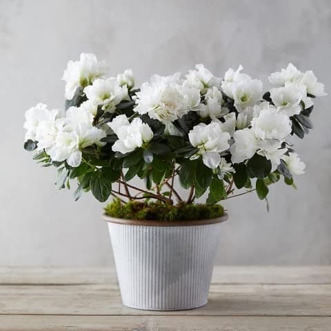 Cloud Farm Live White Azalea Healthy Flower Plant For Home Gardening White Colour Pack of 1 CF_85