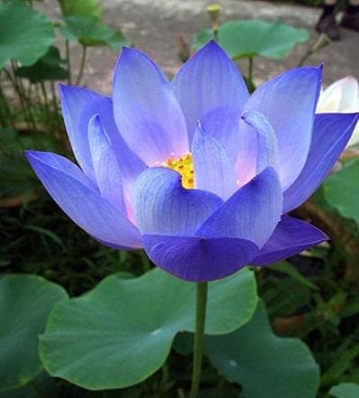 Rare Flower Seeds Sacredblue Lotus Seeds Aquatic Plants Water Lily Plants 15 seeds Pack For Planting