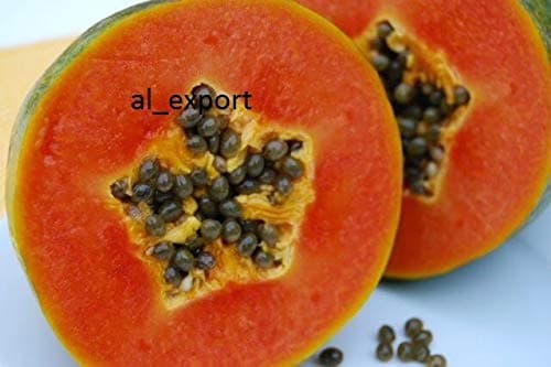 Seeds Package: 60++ Red Lady Hybrid Papaya Seeds Rare Seed Organic & Fresh 60+ Seeds