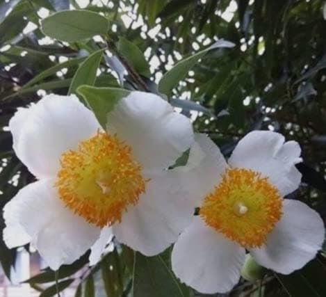 Nagkesar | Mesua Ferra | Indian Rose Chestnut | Nageswar | Ceylon Ironwood | Cobra Saffron Fragrant Flower Plant