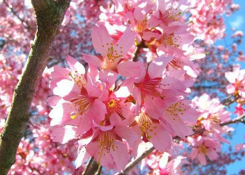 Okame Flowering Cherry Tree