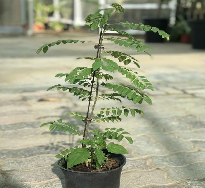 Curry Leaves Plant | Kadi Patta | Curry Patta Cacti Live Indoor and Outdoor Plants | Kari patta Plant 30-40cm