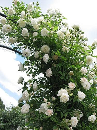 Bee Green Rare White Climbing Rose Plant (Hybrid) 1 Healthy Live Plant