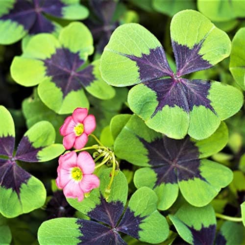 FernsFly® Imported Rare Oxalis False Shamrock Aromatic Flower Bulbs Winter Flower Home Pot Land Gardening Blooming Planting (Pack of 1 Iron Cross Oxalis)