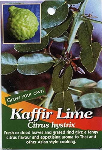5 Kaffir Lime Seeds-citrus Hystrix-makrut, or Magrood, Leaves Are Highly Aromatic