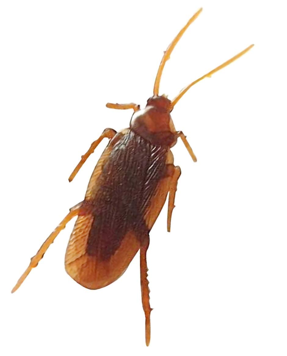 HetkrishiToys 1 Pc Of Fake Cockroach Practical Jokes And Prank Trick Toys |Multi Color|, Kids