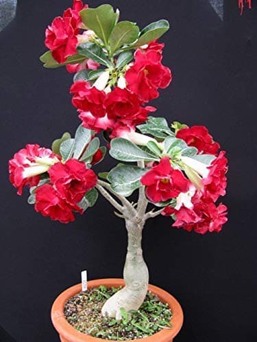 EdensField Grafted Desert Rose Adenium Live Plant with Pink Colour Flower (Indoor/Outdoor) - 1 Nos