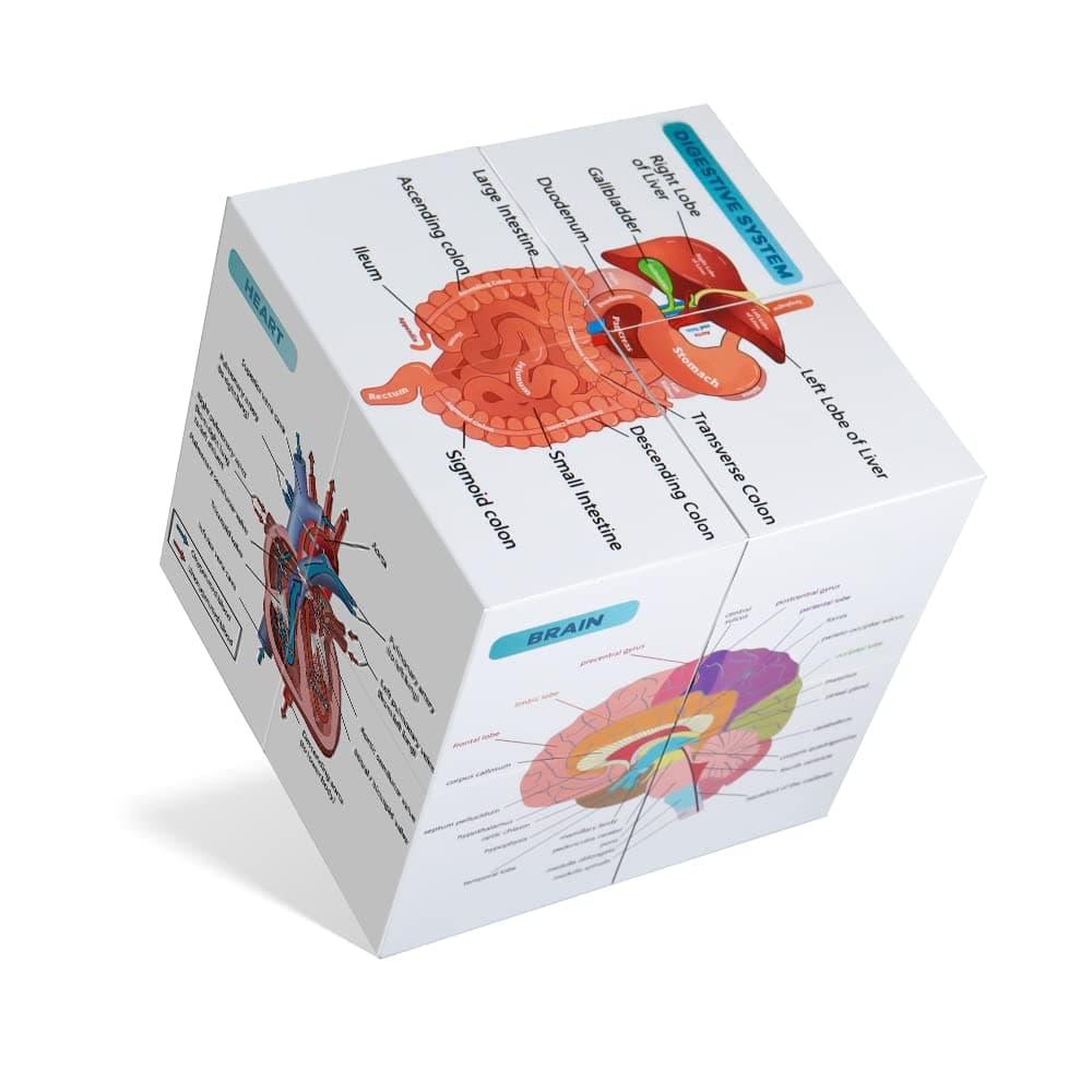 kaitnax Human Anatomical Poster Set Anatomy Study Cube Medical Student Learning Tool Chart Set, 9 Parts Anatomy Heart, Muscular, Skeletal, Digestive, Circulatory etc. Gift Package