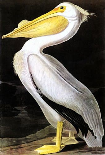 John James Audubon"White Pelican" Beautiful Art Print