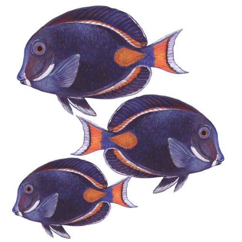 Instant Murals Design Achilles Tang Small Under The Sea Tropical Fish Bath Wall Mural Stickers