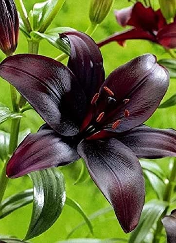 Oakwood Farms� Imported Variety Asiatic lily, Oriental Lily Lilium flower bulbs For Home Gardening pack of 3 flower bulbs