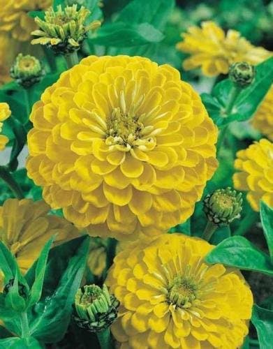 Flower Seeds - 75 Seeds of Yellow Zinnia Seeds Canary Bird Heirloom Zinnia Seeds Heirloom Flower