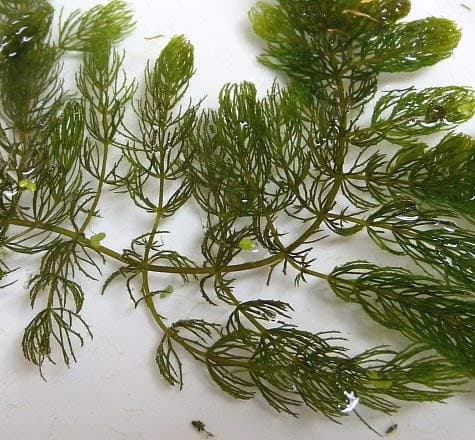 Pond Oxygenating Hornwort Bunch Plants