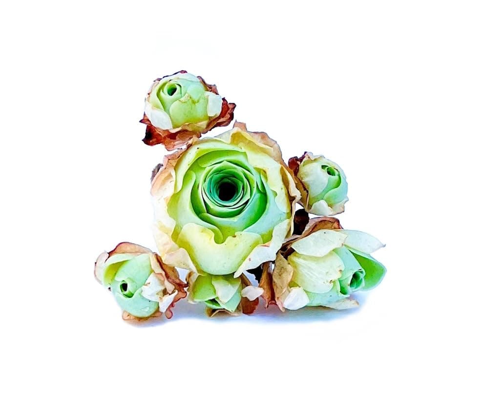 One Greenovia Mix Cluster, Mountain Rose with Multiple Rosette Heads, Live Exotic SucculentPlant - Sold Individually (Small)