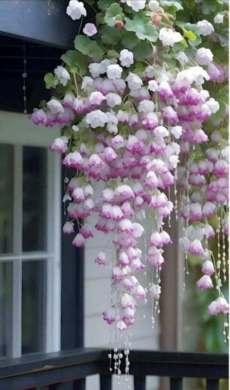 SVG® Weeping begonia flowers bulbs | lite purple shade color Flowering Plants Bulbs for Planters Pack of 1 bulbs