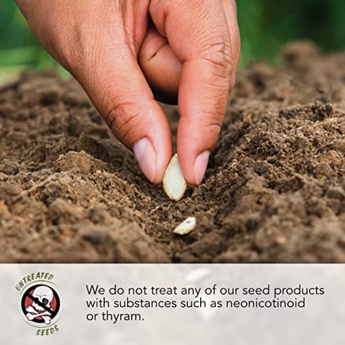 Seed Needs, Peruvian Lily Dr. Salter's Blend (Alstroemeria hybrida) Single Package of 25 Seeds - Heirloom & Open Pollinated