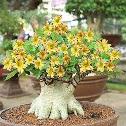 YoYoBoo DD 2016 Sabi Star Gemini 2 Pack Rare 'Swaziland Princess' Desert Rose Yellow Adenium