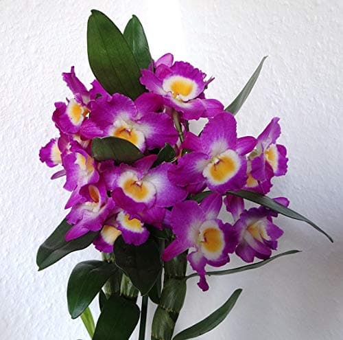 Dendrobium Orchid Pink Houseplant 12cm Pot - 40-50cm Tall Exc Pot (Live Plants) …