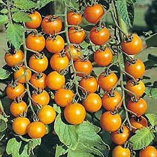Sun Gold Tomato Seed