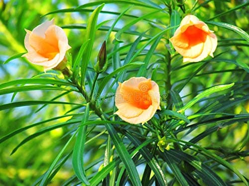 BLUE UNIVERSE Live Kaner Orange Oleander Plant (Orange Flower Plant) with Pot