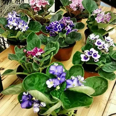Two African Violet Plants - Colors Bloomed - 4" Pots JMBAMBOO