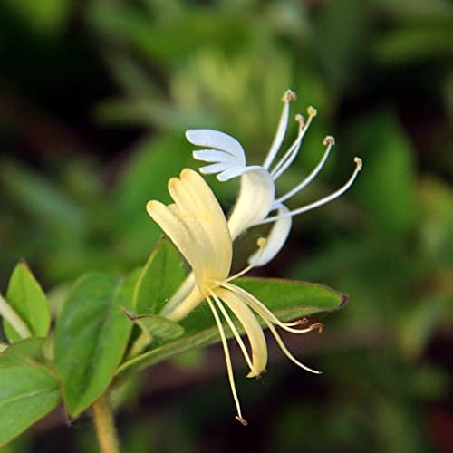 50 Seeds Garden Plant Genuine Chinese Honeysuckle Vine Lonicera Japonica Fast Fragrant Flower Seeds Loose Weight Plants