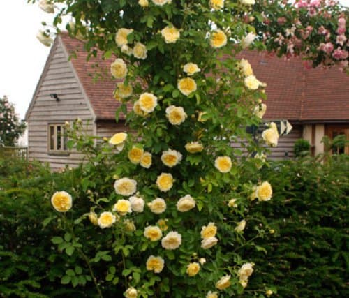 Royal Paradise Garden Rare 1 Rose Plant ROSE" CLIMBING YELLOW"fragrant rare New Season Rose Live Plant