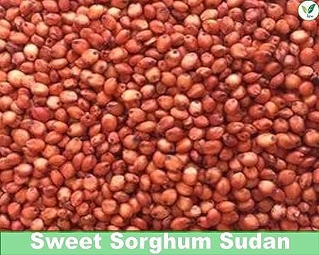 Iagrifarm Sorghum Sudan Grass Fodder Seeds - 3 Kg - Multi Cut Fodder Seeds For Fodder Cultivation