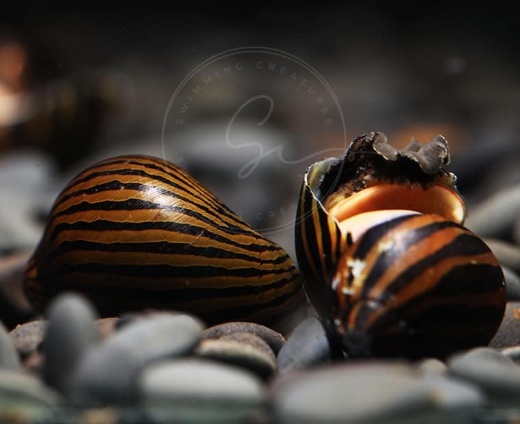Swimming Creatures™ 3 Zebra Nerite Snail, Freshwater Aquarium Live Snail
