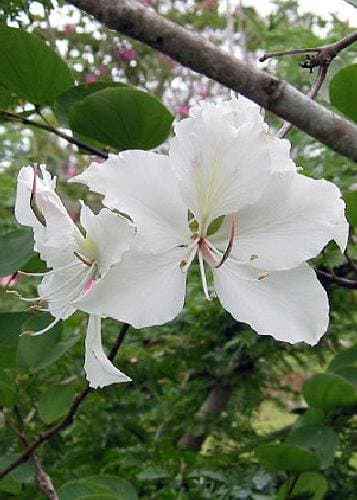 Tropica - White Orchid Tree (Buddhist Orchid) (Bauhinia variegata Candida) - 10 Seeds - Tropical Magic
